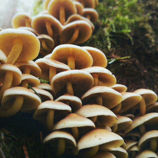 Mushroom cluster