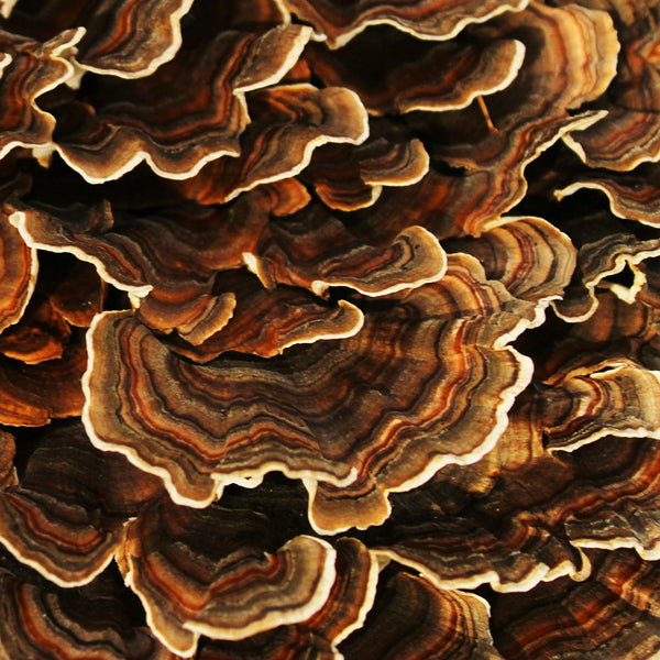 Turkey Tail Mushrooms