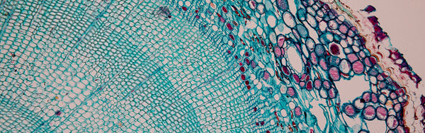 Chitin in mushroom cell wall