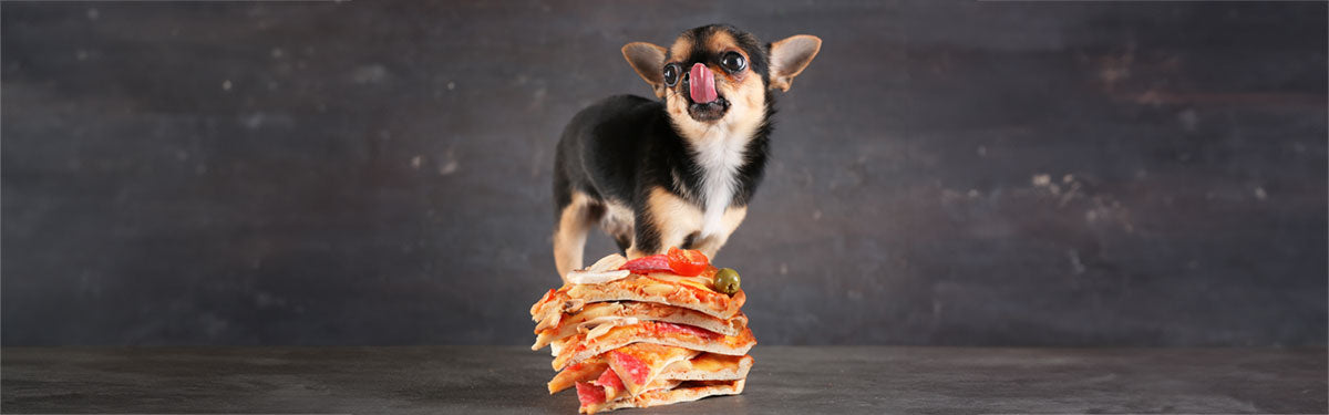 Dog wondering if he can eat the mushroom pizza