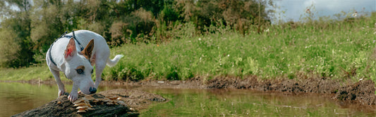 Dog on a log covered with mushrooms