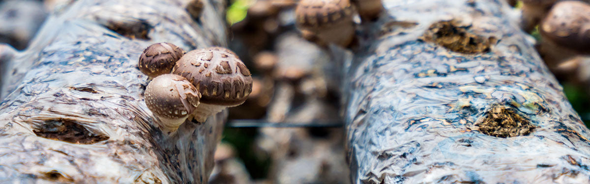 Mushroom fruiting bodies growing out of a mycelium log