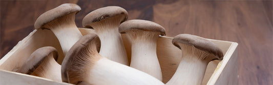 King trumpet eryngii mushroom