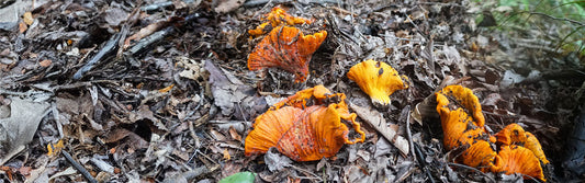 lobster mushroom on the forest floor