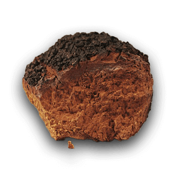 Chaga mushroom
