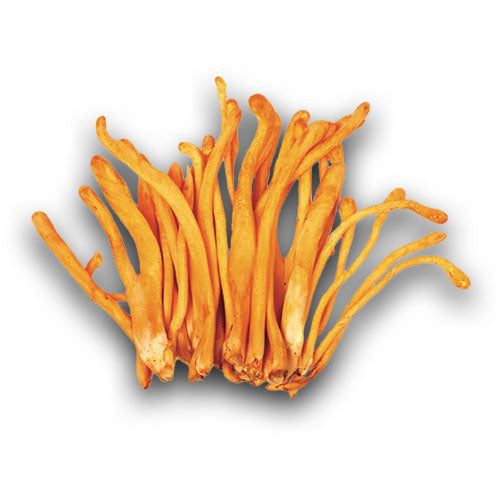 Hamilton's Mushrooms Organic Cordyceps Militaris (Bulk) (25kg MOQ)