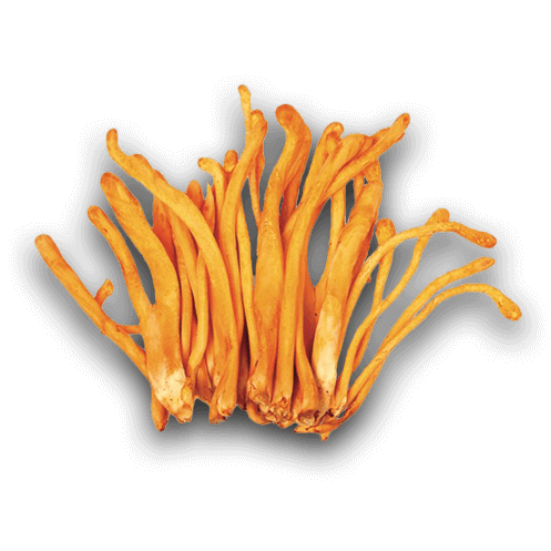 Cordyceps mushroom