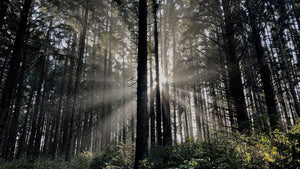 Sunlight shining through a dark forest.