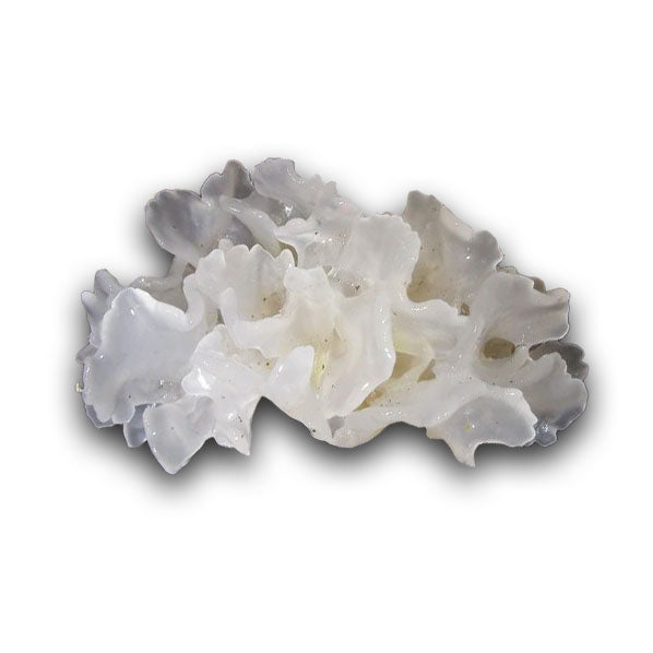Hamilton's Mushrooms Organic Tremella (25kg MOQ) (Bulk) Tremella extract (hyaluronic acid specification) is also available upon request. Please email: wholesale@hamiltonsmushrooms.com for prices.