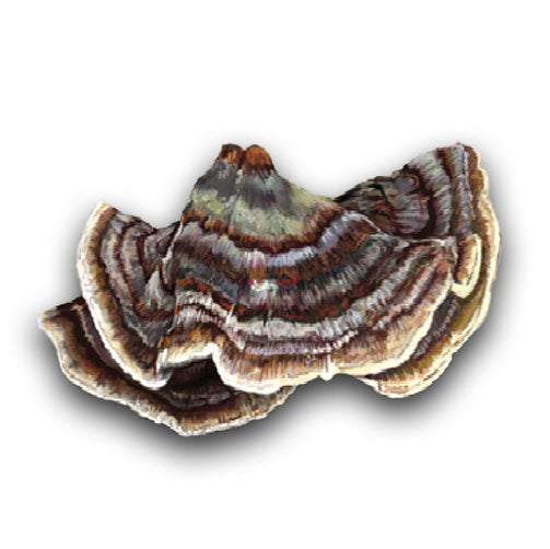 Hamilton's Mushrooms Turkey Tail (25kg MOQ) (Bulk)