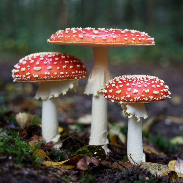 Amanita Mushroom