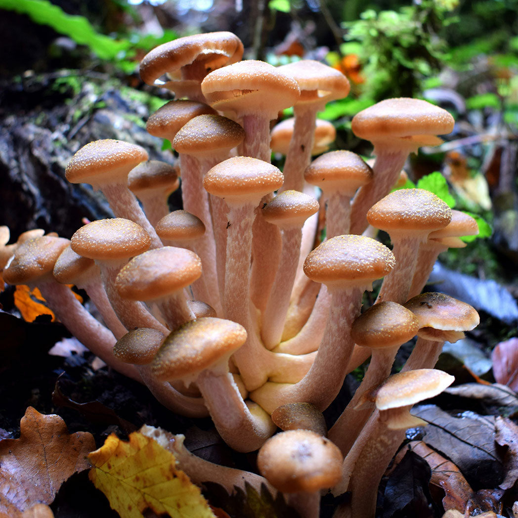 Mushroom Cluster