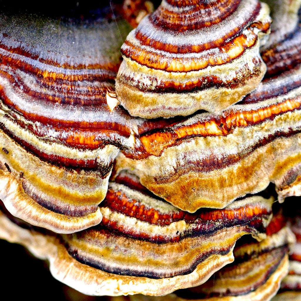 Striped Mushroom