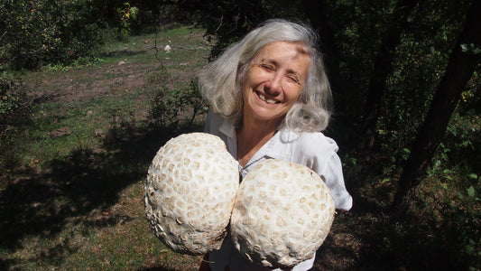 Mushrooms For Menopause: REISHI