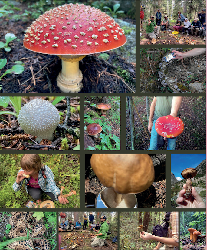 photo montage of mushrooms and mushroom hunters