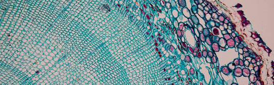 Chitin in mushroom cell wall