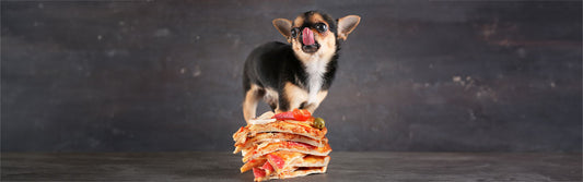 Dog wondering if he can eat the mushroom pizza