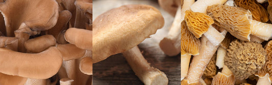 Side by side of Maitake mushrooms, Shittake mushroom, and Morel Mushrooms