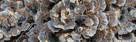 Turkey tail mushroom (trametes versicolor)