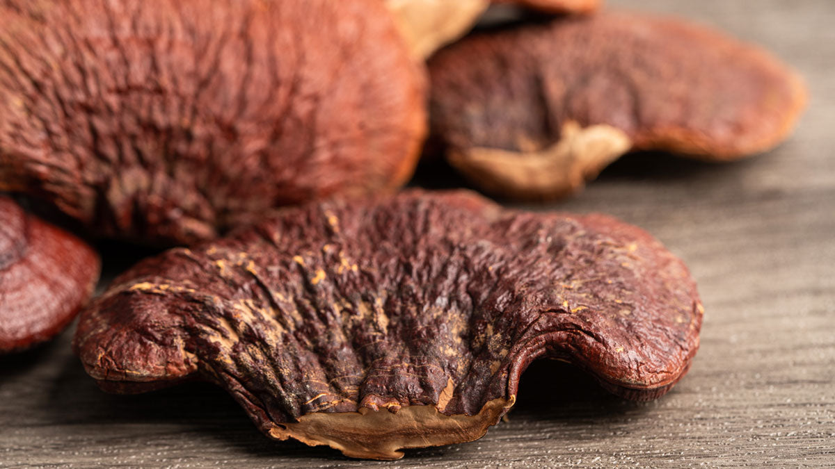 REISHI