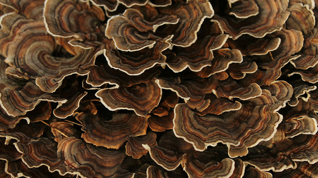 TURKEY TAIL
