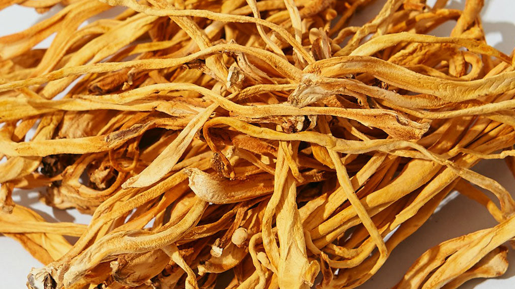 CORDYCEPS