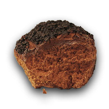 Hamilton's Mushrooms Organic Chaga (Bulk) (25kg MOQ)