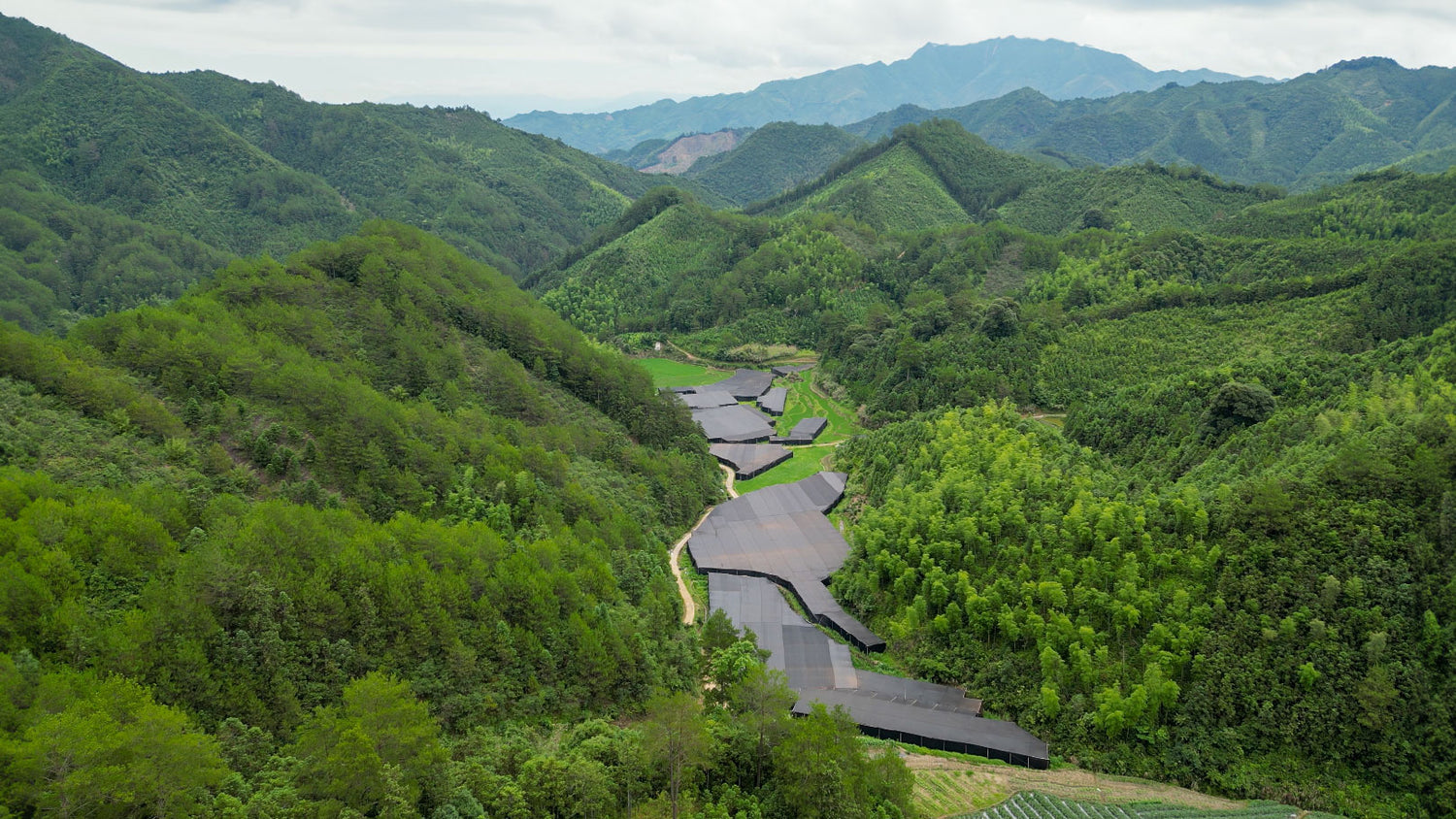 Aerial photo of reishi mushroom farms in a lush green mountainous valley.