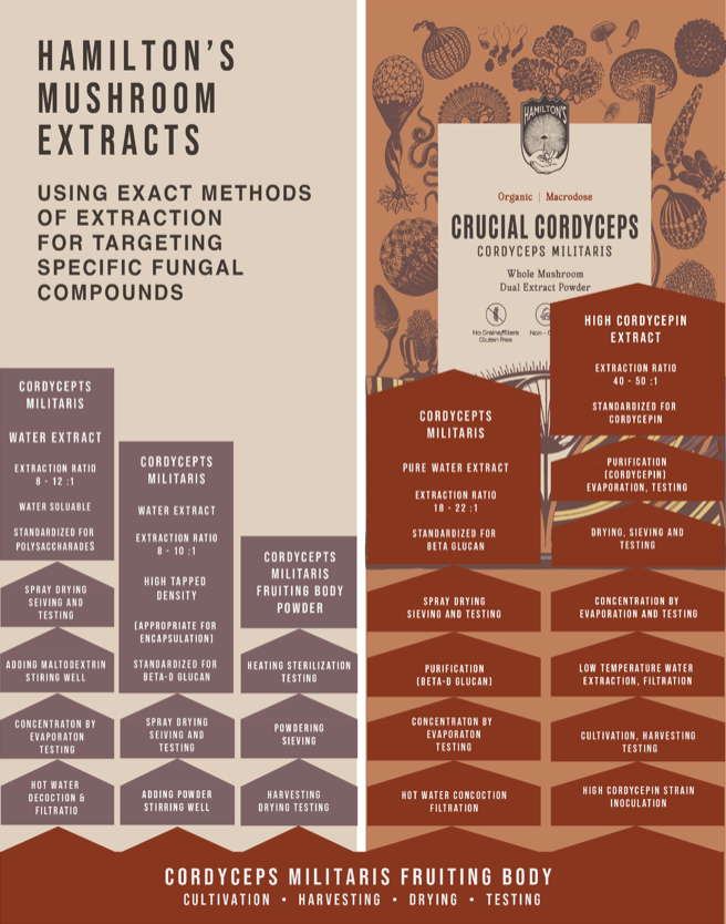 Beta glucans extraction flow chart for Hamiltons Mushrooms Crucial Cordyceps Extract