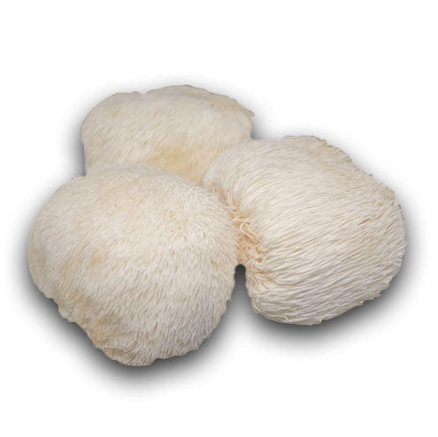 Hamilton's Mushrooms Organic Lion's Mane (Bulk) (25kg MOQ)