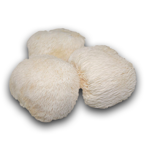 Lion's Mane mushroom