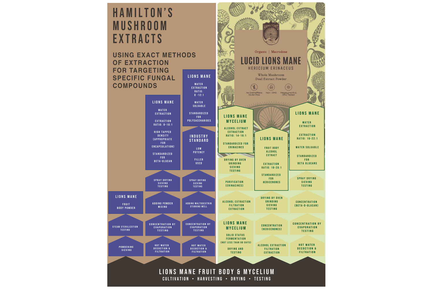 Lion's Mane Dual Extract, Extraction Flow Chart.