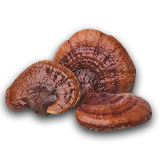 Hamilton's Mushrooms Organic Reishi (Bulk) (25kg MOQ)