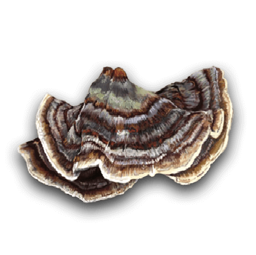 Turkey Tail mushroom