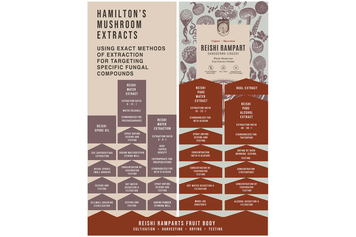 Reishi dual extraction flow chart.